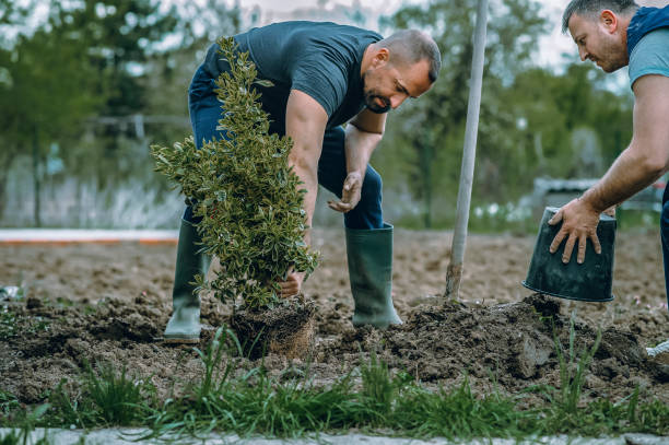 How Our Tree Care Process Works  in  Elizabethtown, PA